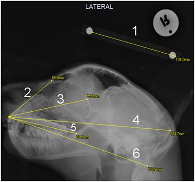 Longitudinal Radiographic Study of Cranial Bone Growth in Young Cheetah